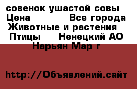 совенок ушастой совы › Цена ­ 5 000 - Все города Животные и растения » Птицы   . Ненецкий АО,Нарьян-Мар г.